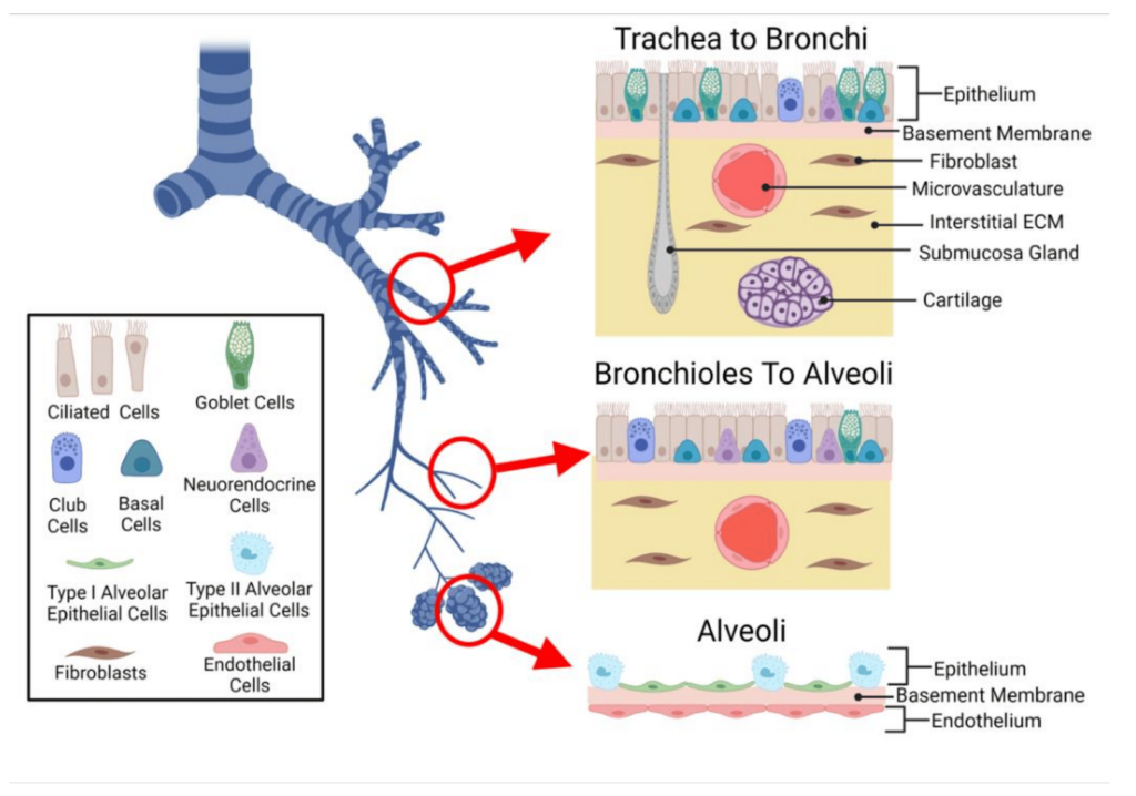 transbronchical biopsy